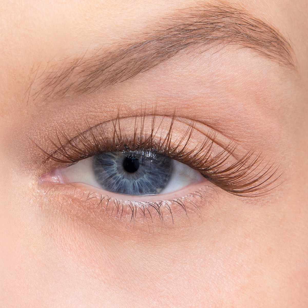 Curl / Dark Brown / 14mm - Long