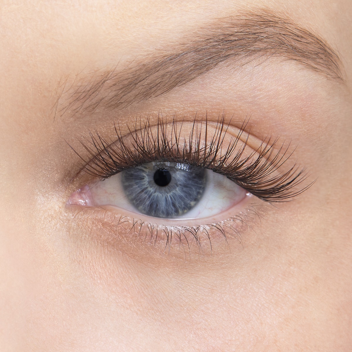 Amplify / Truffle / 14mm - Long