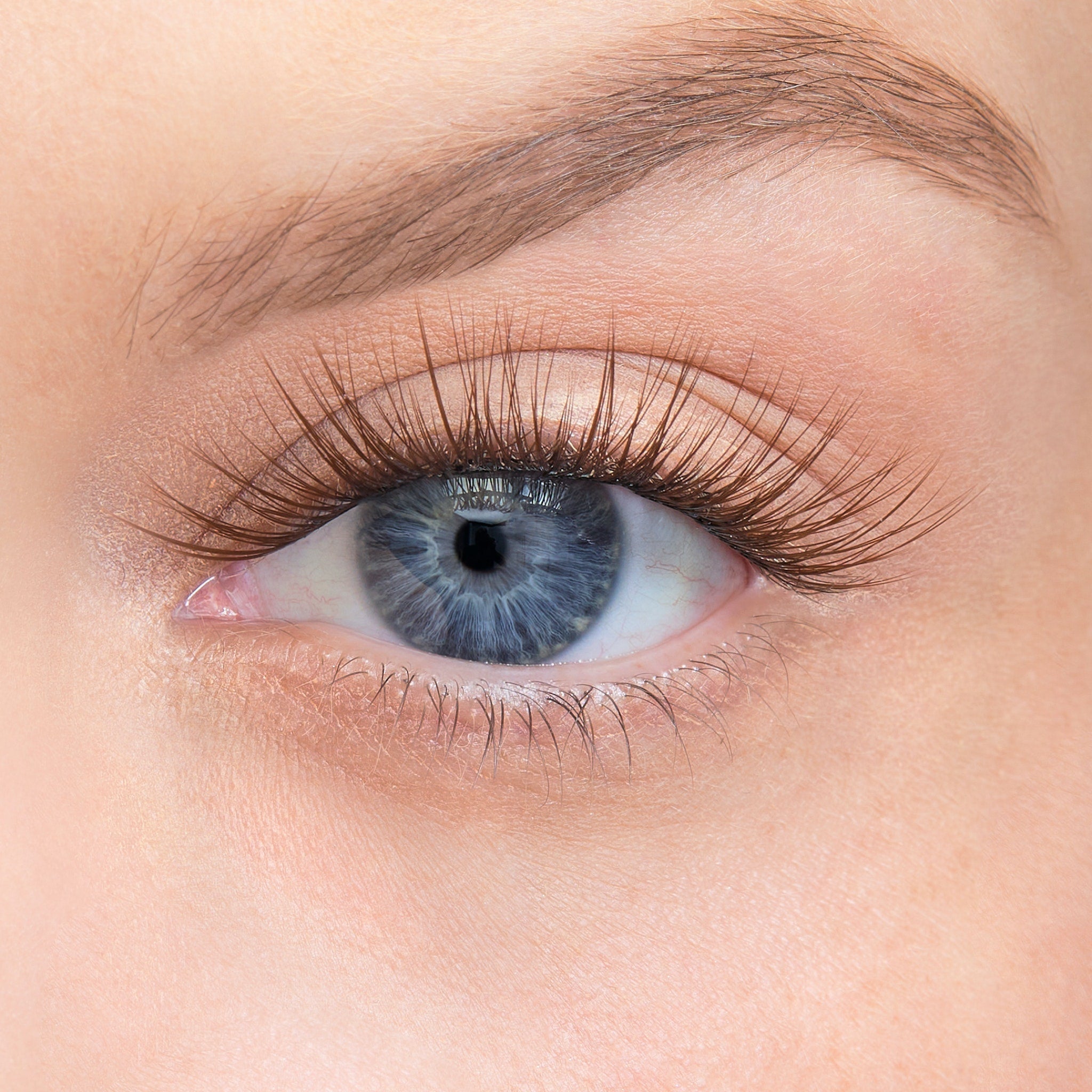 Amplify / Dark Brown / 14mm - Long