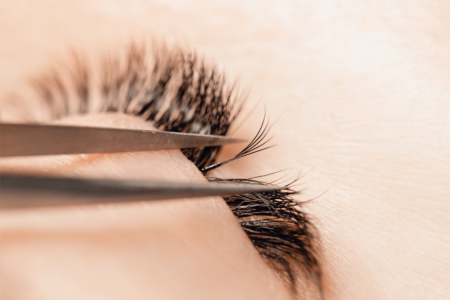 What Are Lash Segments?