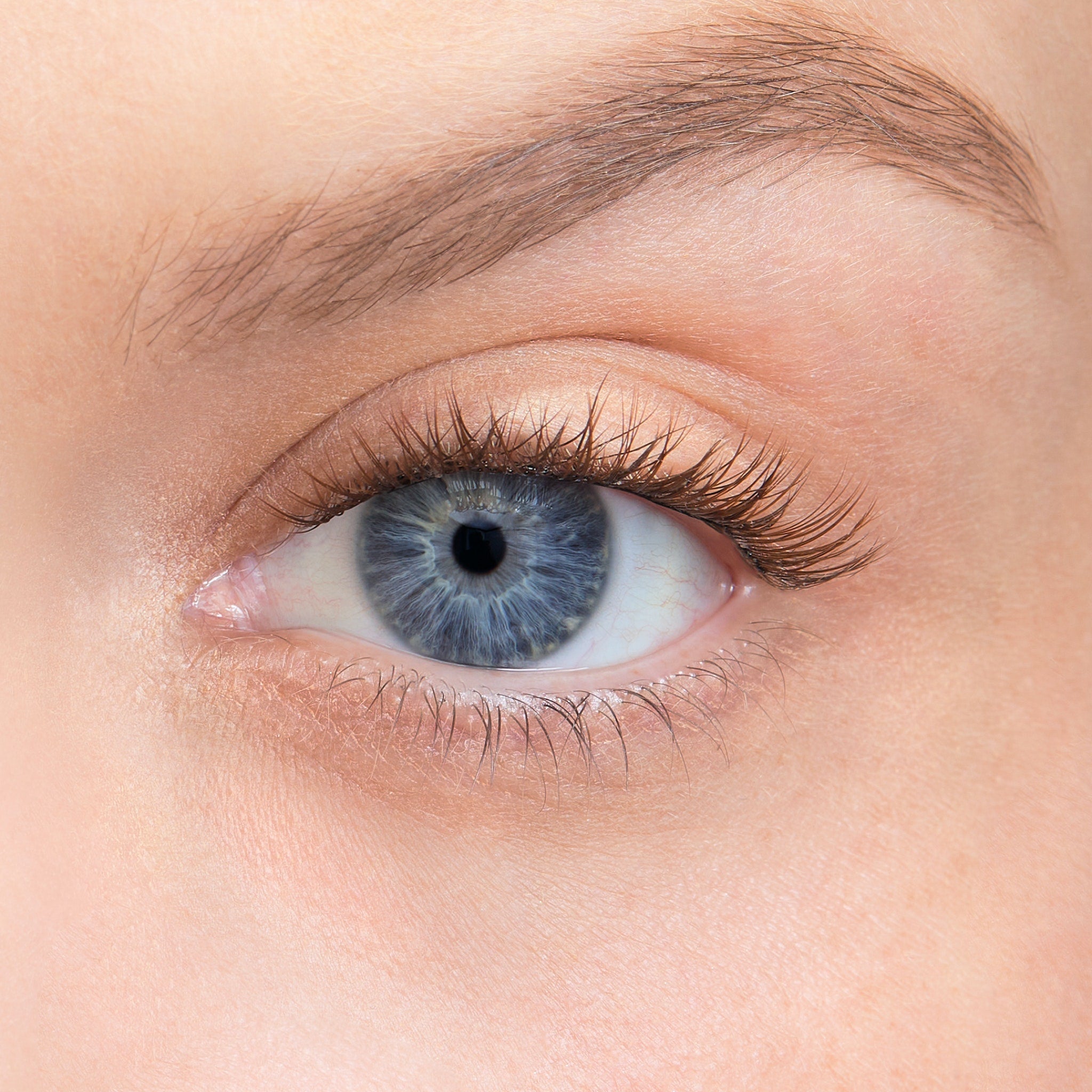 Amplify / Dark Brown / 8mm - Extra Short